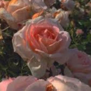 Meet your Posher, Julie